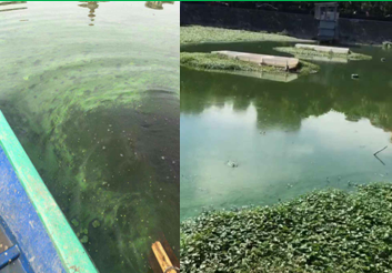 蓝藻治理-武汉墨水湖项目