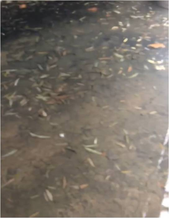 黑臭河道-秦皇岛护城河治理项目