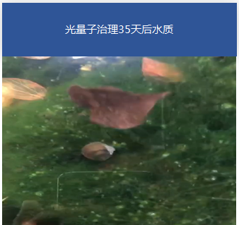 园林黑臭水体-苏州畅园项目